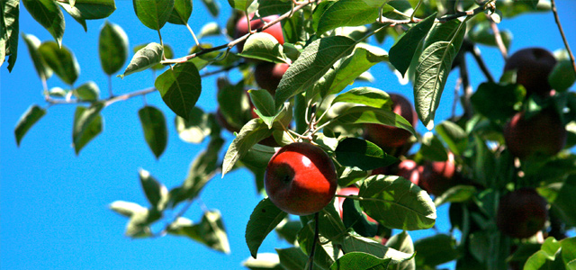 apple tree orchard apple picking Autumn Equinox Fall Cracker with Apple-Themed Paper and Ribbons Holiday & Hearth Holiday and Hearth Lisa Novelline Lisa Anne Novelline author writer The Dance of Spring craft blog creative blog creativity decorator blog festival celebration summer seasons nature blog Mabon Autumn Equinox Harvest Season Season of the Witch September lovely apple on tree